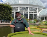 A person stands in waders in a pool of water full of large green water lily pads